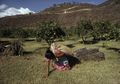 Niña recogiendo café, Jocotenango, Sacatepéquez.jpg