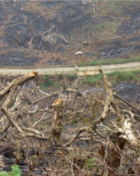 Bosque quemado.png