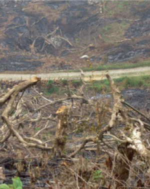 Bosque quemado.png