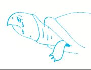 Tortuga.jpg