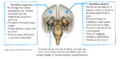 Funciones de los hemisferios cerebrales.png