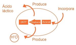 Aprendo y Enseño Ciencias Naturales 3 pag(19.3).jpg