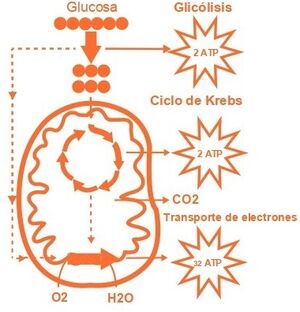 Aprendo y Enseño Ciencias Naturales 3 pag(18).jpg