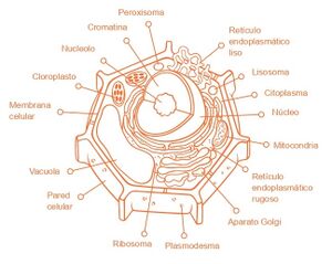 Aprendo y Enseño Ciencias Naturales 3 pag(11.2).jpg