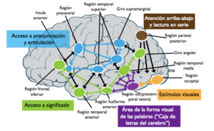 Partes del hemisferio izquierdo que intervienen en la lectura.png