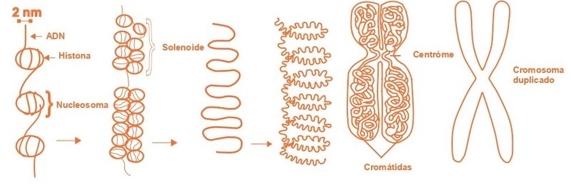 Archivo:Aprendo y Enseño Ciencias Naturales 3 pag(21.3).jpg