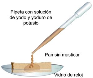 Detección de almidón-A.jpg