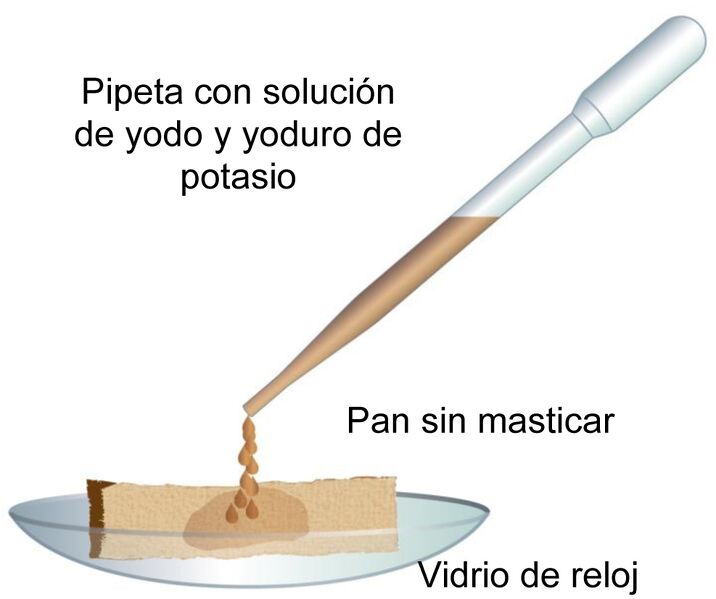 Archivo:Detección de almidón-A.jpg