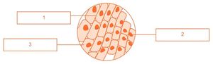 Aprendo y Enseño Ciencias Naturales 3 pag(14.2).jpg