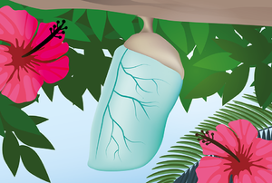Lección 5 La vida de las mariposas 4.png