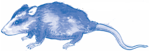 Serie Kemon Ch'abäl Tercer Grado p(95.2).png