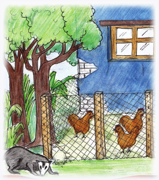 Quién se comió al gallo-grande.png