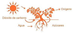 Aprendo y Enseño Ciencias Naturales 3 pag(17.2).jpg