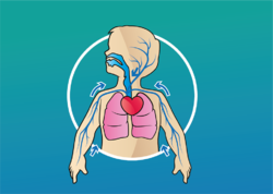 Lección 15 Sistema respiratorio 4.png