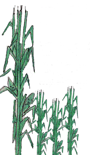 Las mazorcas son sagradas-pequeña.png