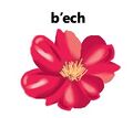 Mi diccionario personal - b'ech.jpg