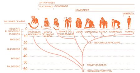 Fuente: Ciencias Naturales 6 MINEDUC.